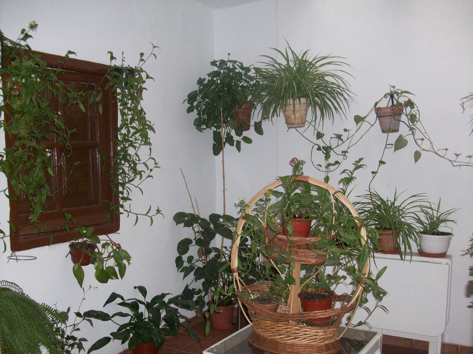 Hostal Moraima Capileira Ngoại thất bức ảnh